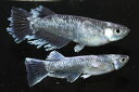 豪鬼 【現物】 オス1匹メス1匹 サイズLL DL0503 めだか メダカ 観賞魚 アクアリウム 送料無料