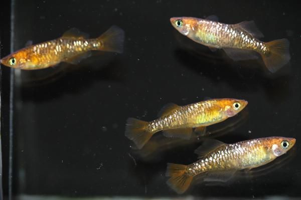 【めだかの館】 来光系カガミ鱗ヒカリ 【現物】　オス2匹メス2匹　サイズM〜L　DN3005 現物販売！ 送料..