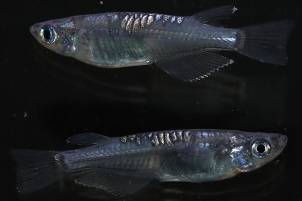 【めだかの館】 大川系カガミ鱗　オス2匹メス2匹　サイズM〜L　DN1114 現物販売！ 送料無料！