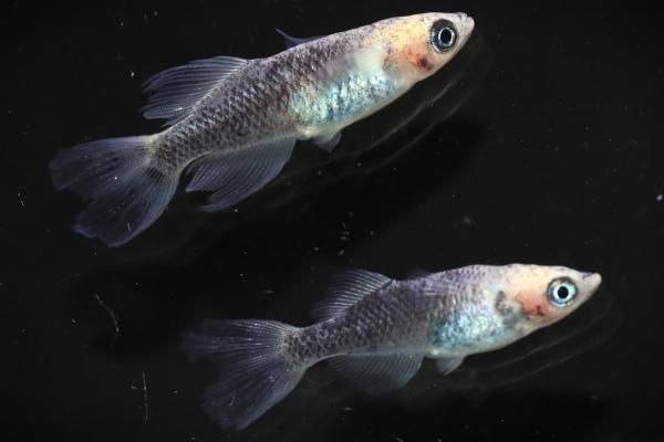 【めだかの館】 竜章鳳姿白竜 【現物】　オス1匹メス1匹　サイズM〜L　DD0204 現物販売！ 送料無料！