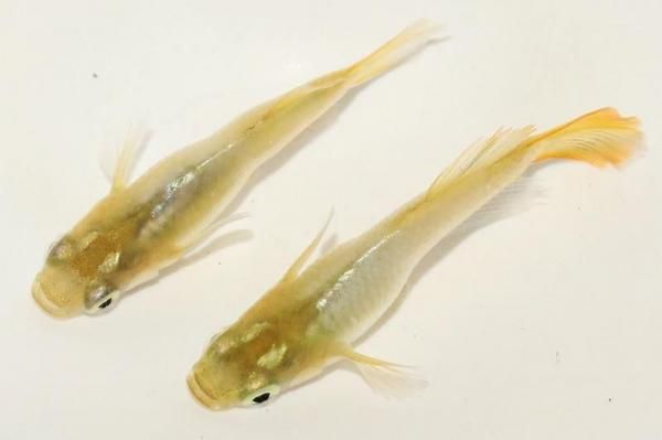 楽天市場】ダルマ メダカ（熱帯魚・アクアリウム｜ペット・ペット