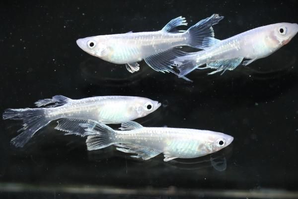 写真の現物メダカをお送りいたします。 めだかの体色・体型・柄や特徴など、画像にてご検討ください。 匹数、サイズは商品名をご確認ください。 【めだかの館の特長1】 「楊貴妃」発祥の店！創業20年以上の老舗改良メダカ専門店。　当店は2000年創業のメダカ店で、当時改良メダカは20種程度しかいませんでした。当店の改良メダカ1号が「ピュアブラックメダカ（黒べえ）」でその後、ピュアブラック黄金（利休）、琥珀メダカ、ピュアホワイトメダカを生み出し、2004年に「楊貴妃」を作出し、改良メダカブームを引き起こしました。現在まで、100種類以上の新品種を作出し、現在も作出し発表し続けています。 【めだかの館の特長2】改良メダカ歴20年以上！　品評会審査員も務めるプロが交配、選別したメダカを販売！ 当店には、改良メダカの育成・交配に取り組んで20年以上のプロが4名在籍。うち2名は日本メダカ協会の品評会審査員も務めており、これらのスタッフによって精度の高いメダカを交配、育成、選別しております。 【めだかの館の特長3】高品質なメダカのみを販売！　WEBで販売しているメダカの中には、背曲がりがあるメダカや病気、品種の基準を満たしていないなど、問題を抱えているメダカを販売している個人、店舗も少なくありません。 当店で販売しているメダカは原則これらの問題を抱えていないメダカのみ。問題を抱えているメダカについてはその旨を明記し、販売をしております。 また、メダカの固定率にもこだわっており、お客様が繁殖された際、親メダカと同等以上のメダカが生まれるよう系統づくりをしております。 【めだかの館の特長4】お送りするすべてのメダカを発送前に再チェック！　お客様にお届けするメダカは、発送前に再度「病気がないか」「体調を崩していないか」をチェックし、発送しております。 【めだかの館の特長5】メダカの体調を考えた梱包。　梱包は箱の中でメダカが揺れないように緩衝材を詰めて発送しております。 また、発泡スチロール内に暑い時期には保冷剤、寒い時期にはカイロを入れ、水温が安定するようにしております。メダカが健康な状態で届くように最新の注意を払って発送しております。