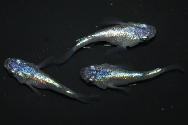 写真の現物メダカをお送りいたします。 めだかの体色・体型・柄や特徴など、画像にてご検討ください。 匹数、サイズは商品名をご確認ください。 【めだかの館の特長1】 「楊貴妃」発祥の店！創業20年以上の老舗改良メダカ専門店。　当店は2000年創業のメダカ店で、当時改良メダカは20種程度しかいませんでした。当店の改良メダカ1号が「ピュアブラックメダカ（黒べえ）」でその後、ピュアブラック黄金（利休）、琥珀メダカ、ピュアホワイトメダカを生み出し、2004年に「楊貴妃」を作出し、改良メダカブームを引き起こしました。現在まで、100種類以上の新品種を作出し、現在も作出し発表し続けています。 【めだかの館の特長2】改良メダカ歴20年以上！　品評会審査員も務めるプロが交配、選別したメダカを販売！ 当店には、改良メダカの育成・交配に取り組んで20年以上のプロが4名在籍。うち2名は日本メダカ協会の品評会審査員も務めており、これらのスタッフによって精度の高いメダカを交配、育成、選別しております。 【めだかの館の特長3】高品質なメダカのみを販売！　WEBで販売しているメダカの中には、背曲がりがあるメダカや病気、品種の基準を満たしていないなど、問題を抱えているメダカを販売している個人、店舗も少なくありません。 当店で販売しているメダカは原則これらの問題を抱えていないメダカのみ。問題を抱えているメダカについてはその旨を明記し、販売をしております。 また、メダカの固定率にもこだわっており、お客様が繁殖された際、親メダカと同等以上のメダカが生まれるよう系統づくりをしております。 【めだかの館の特長4】お送りするすべてのメダカを発送前に再チェック！　お客様にお届けするメダカは、発送前に再度「病気がないか」「体調を崩していないか」をチェックし、発送しております。 【めだかの館の特長5】メダカの体調を考えた梱包。　梱包は箱の中でメダカが揺れないように緩衝材を詰めて発送しております。 また、発泡スチロール内に暑い時期には保冷剤、寒い時期にはカイロを入れ、水温が安定するようにしております。メダカが健康な状態で届くように最新の注意を払って発送しております。