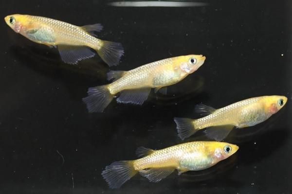 【めだかの館】 レクリス 【現物】 オス2匹メス2匹 サイズL EA2512