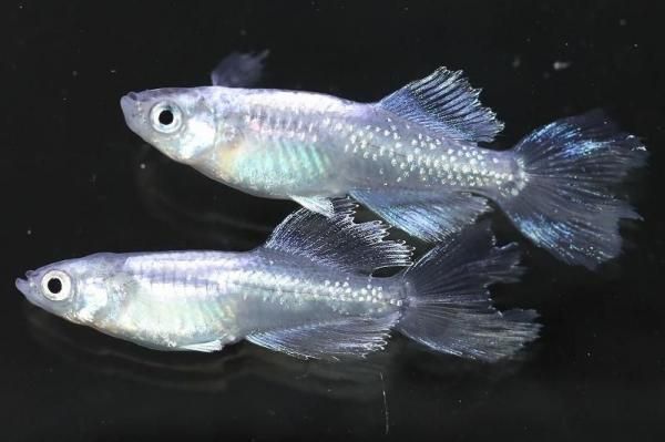 【めだかの館】 水色桔梗 【現物】 オス1匹メス1匹 サイズL EA2517