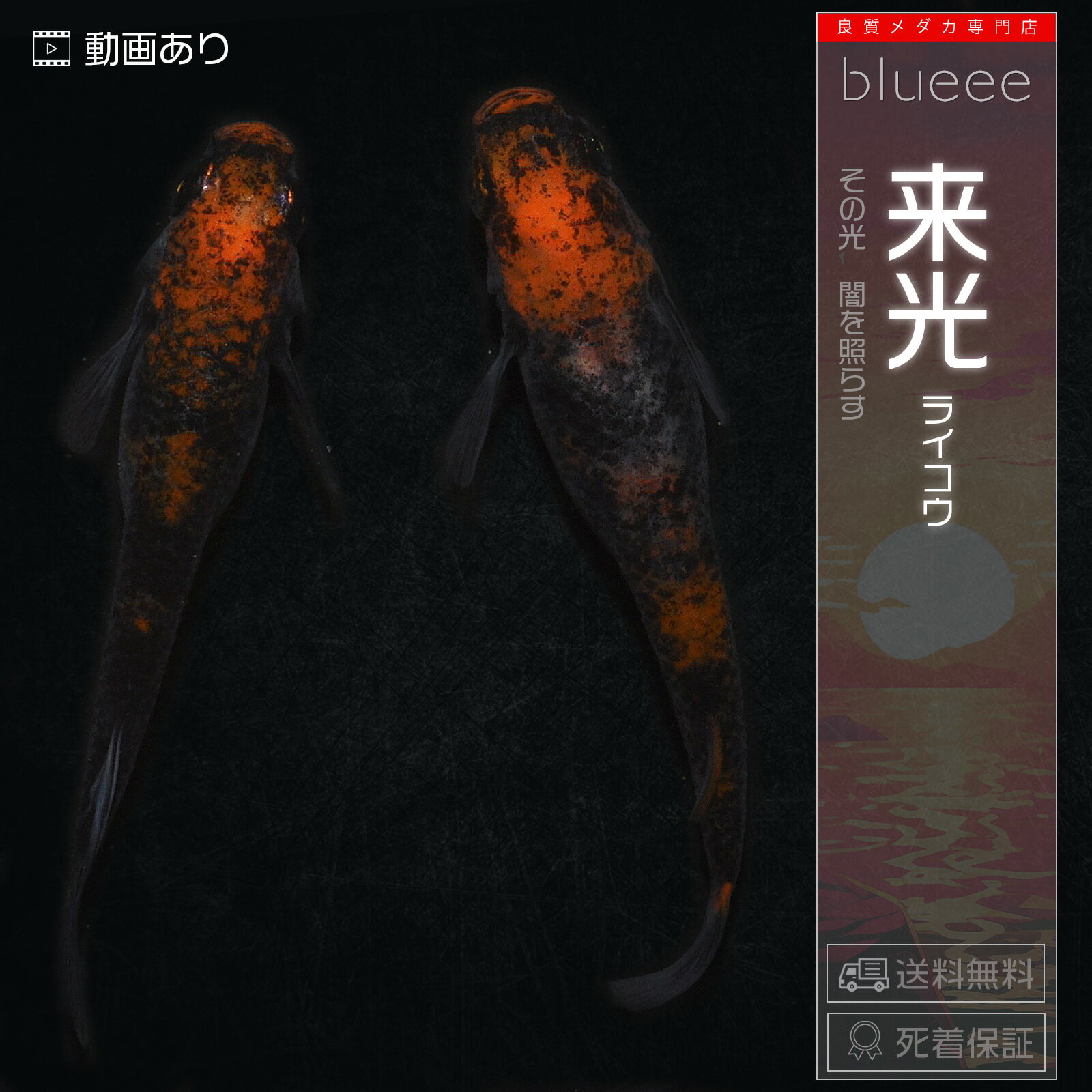 ブラックリム メダカ 来光 成魚 ペア めだか ペアセット セット 販売 送料無料 改良 めだか 赤 黒 かっこいい 五式 種類 ビオトープ 鉢 餌 高級 生体 死着保証 水槽 小型水槽 ソイル カルキ抜き ライト 淡水魚 観賞魚 品種 室内