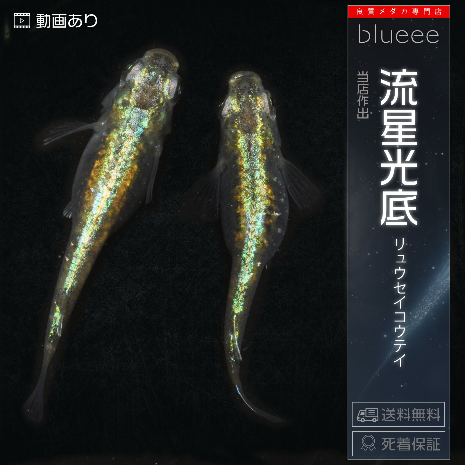 玉虫色 メダカ 流星光底 めだか ペアセット セット 販売 成魚 ペア 改良 めだか 体内光 ゴジラ 緑光 販売 水槽 初心者 品種 種類 人気 ビオトープ 鉢 餌 高級 生体 【死着保証】販売 観賞魚 初心者 品種 人気 水槽 飼育 容器 室内 めだか メダカ屋