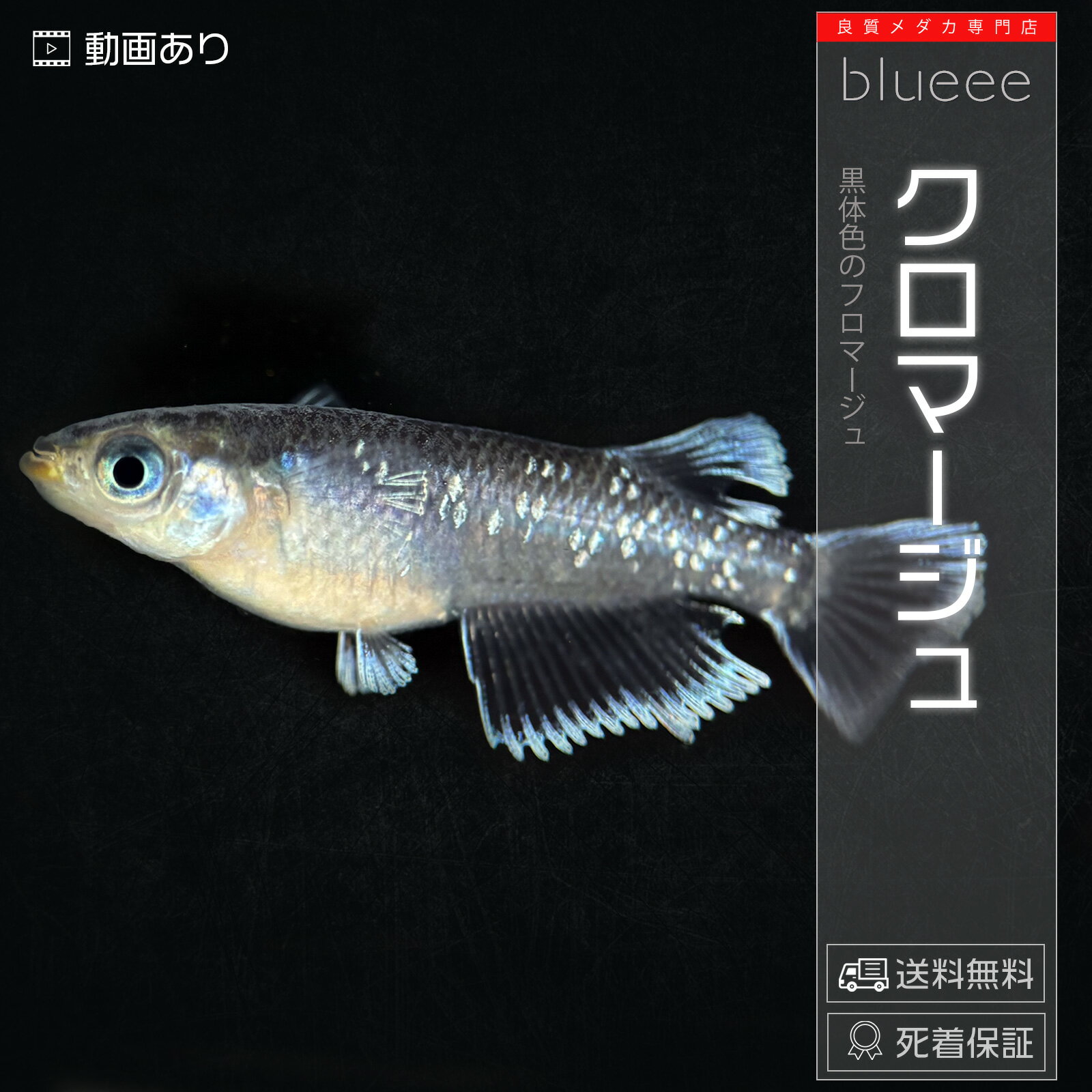 クロマージュ メダカ 生体 めだか 高級メダカ ペアセット セット 販売 フロマージュ 成魚 ペア 改良 黒メダカ フリル ヒレふさ 品種 ビオトープ 鉢 餌 送料無料 死着保証 水槽 小型水槽 ソイル カルキ抜き ライト 淡水魚 観賞魚 品種 室内