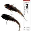 御影(みかげ) 2ペア(♂2 ♀2) 和墨 三色 メダカ 成魚 ペア めだか ペアセット セット 販売 送料無料 改良 めだか 墨 黒 かわいい 可愛い 種類 ...