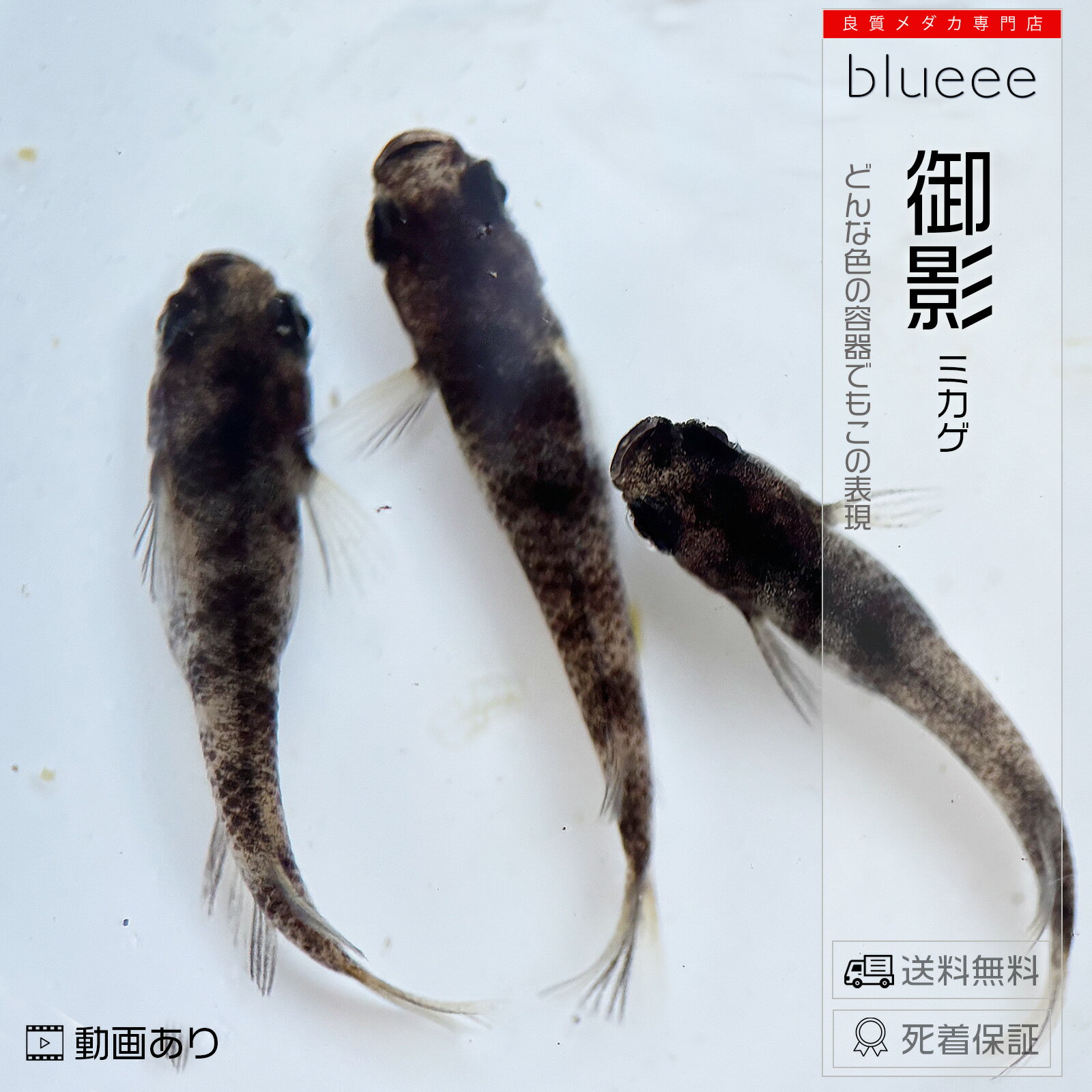 [+1]ペアおまけ中 どの容器色でもこの表現 御影（みかげ） 1ペア〜4ペア 和墨 三色 メダカ 成魚 ペア めだか ペアセット セット 販売 送料無料 改良 めだか 墨 黒 かわいい 可愛い 種類 ビオトープ 鉢 餌 高級 生体 死着保証 水槽 淡水魚 観賞魚