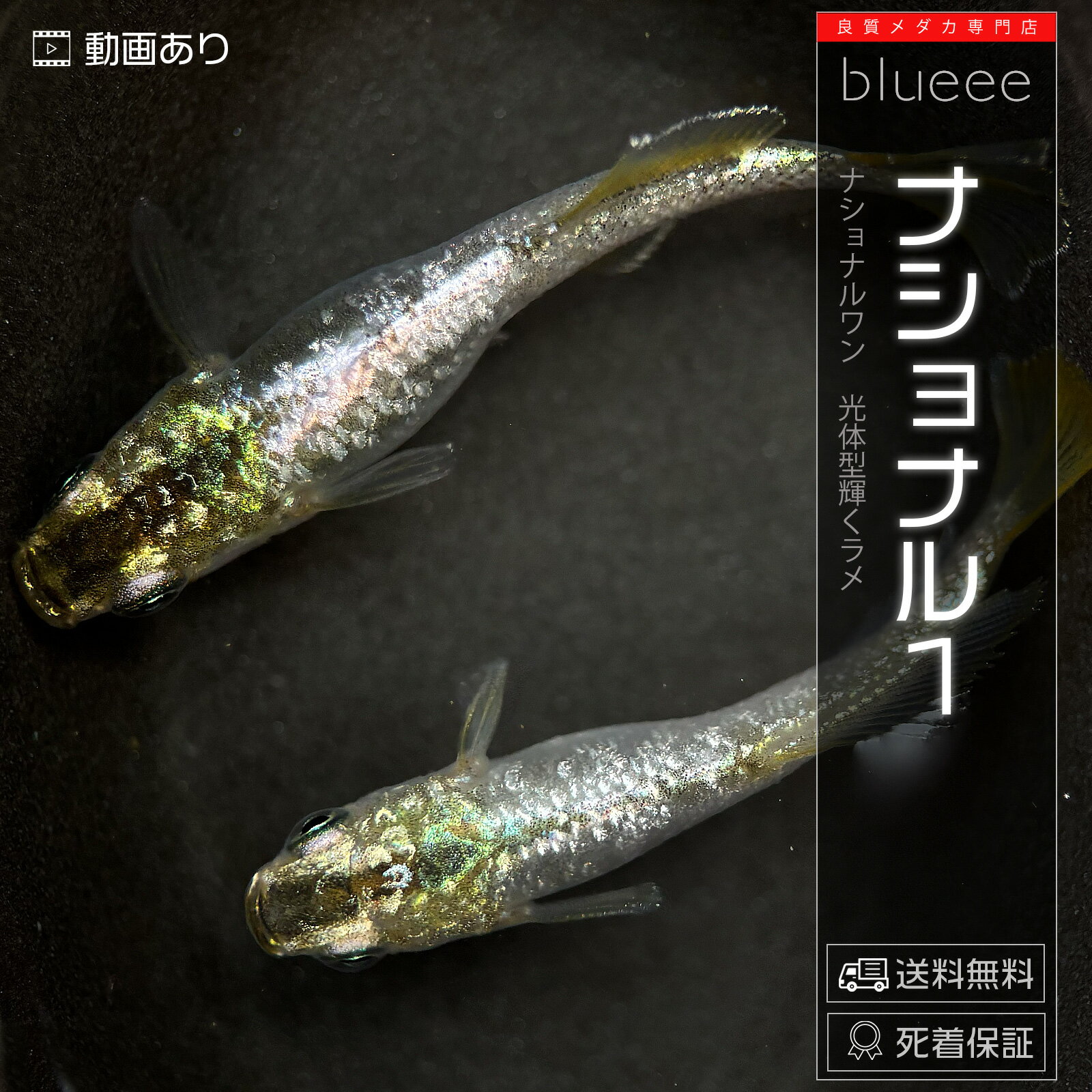 ナショナル1　（ナショナルワン） 成魚 ペアセット セット 改良 メダカ めだか ラメ 販売 ペア 送料無料 改良 めだか 光体型 販売 初心者 品種 人気 餌 高級 生体 死着保証 水槽 小型水槽 ソイル 淡水魚 観賞魚 品種 室内