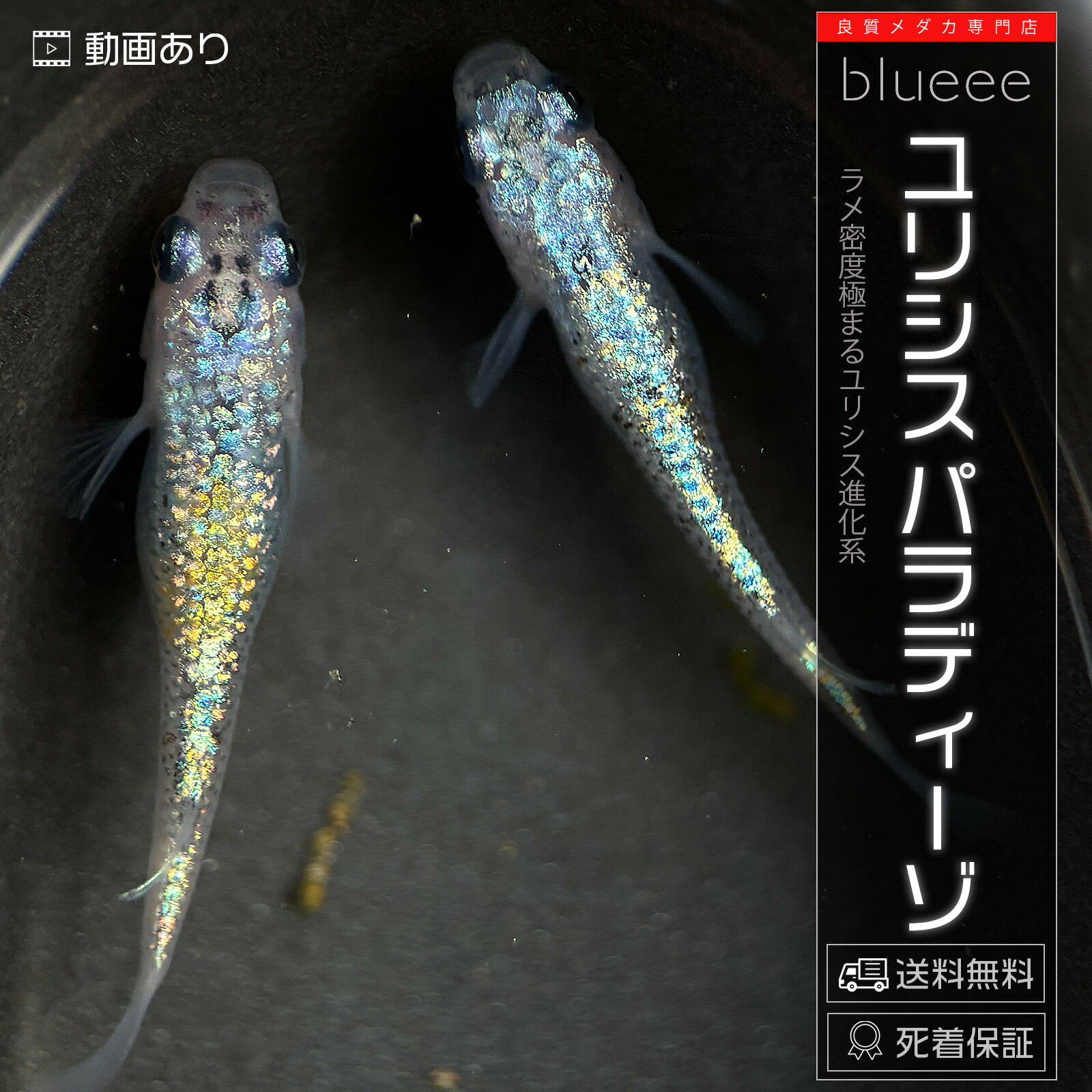 ラメ メダカ ユリシスパラディーゾ 成魚 ペア めだか ペアセット セット 販売 送料無料 改良 めだか オーロラ ラメ強 青色ラメ 青色 かわいい 可愛い ビオトープ 鉢 餌 高級 生体 死着保証 水槽 小型水槽 ソイル カルキ抜き ライト 淡水魚 観賞魚 品種 室内