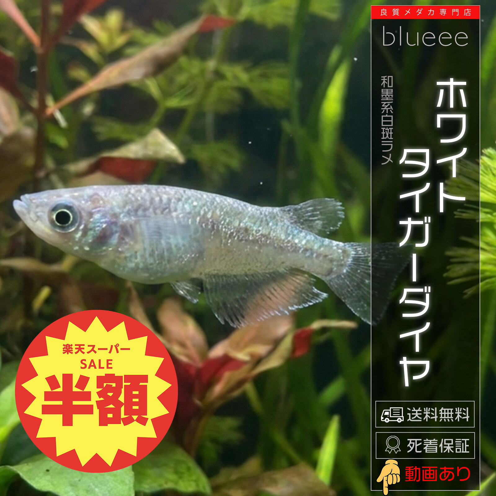 商品名 ホワイトタイガーダイヤペア数をお選びいただけます。1ペア（オス1メス1）～4ペア（オス4メス4） 説明 目を惹く人気品種「ホワイトタイガーダイヤ」のご紹介です。 本品種の魅力は、白地をベースに黒の模様が入るスタイリッシュな「ホワイトタイガー柄」と、体にびっしりと敷き詰められた「ダイヤモンドのような眩しいラメ」。光を受けるとラメの粒子がキラキラと強く輝き、まるで宝石を散りばめたかのような豪華な美しさを見せてくれます。 上見・横見どちらから鑑賞しても非常に華やかで、水槽内でも一際目立つ存在感があります。当方にて体型・柄・ラメ乗りともに厳選した健康な個体をお届けいたします。 固定率※子供が親と同じ表現になる確率 70% 推奨容器の色※ほとんどのメダカは周りの色で体色を変えます 問わず サイズ 生後3ヶ月〜6ヶ月（20mm〜40mm）サイズは揃えてお送りします 注意事項 モニターの発色により実物と色が異なる場合がございます。 よく一緒に購入されている商品 【送料無料】[成魚用] メダカがよく太る餌（おとひめB2）50g/120g