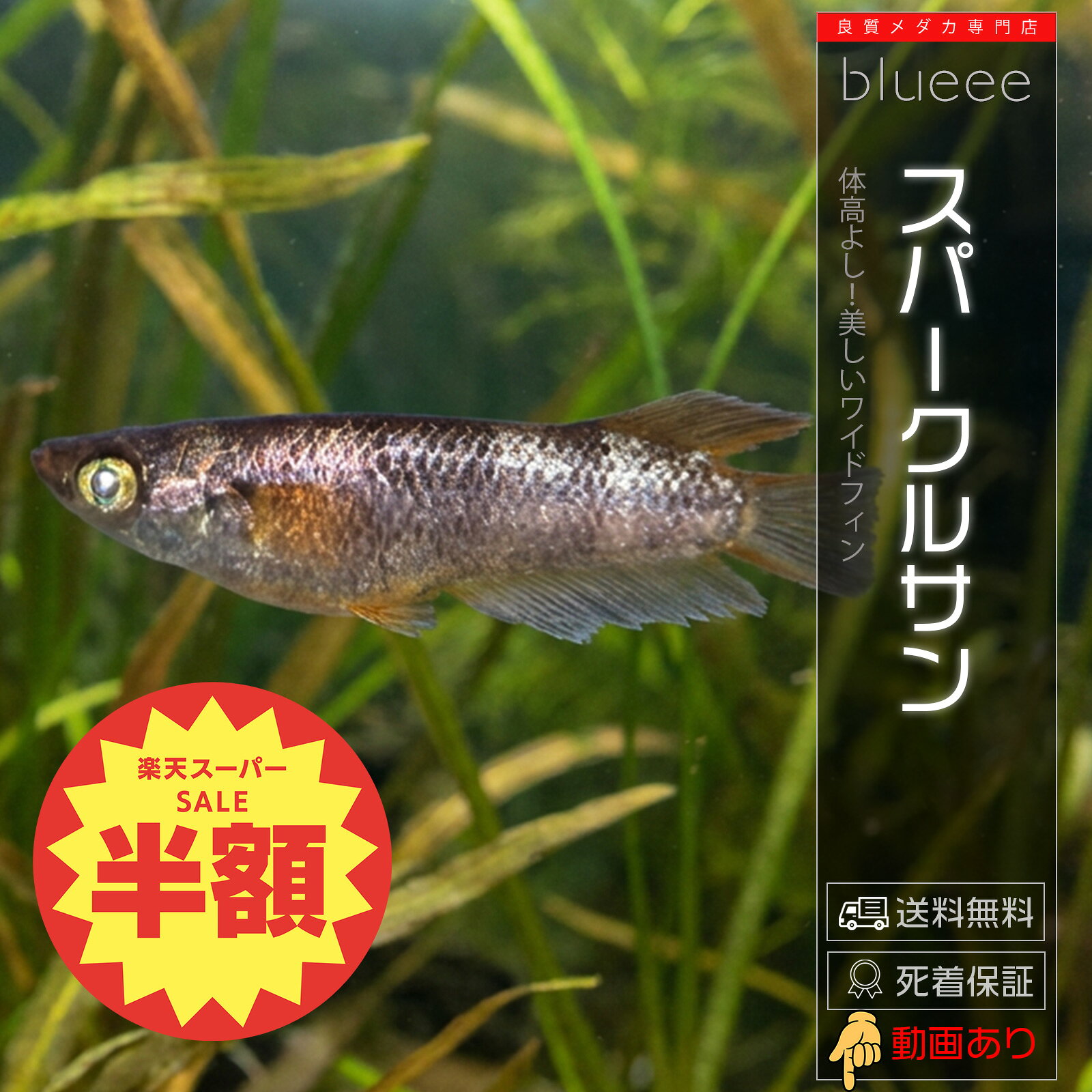 スパークルサン 1ペア（オス1匹・メス1匹）〜4ペア メダカ 成魚 ペア めだか ペア...