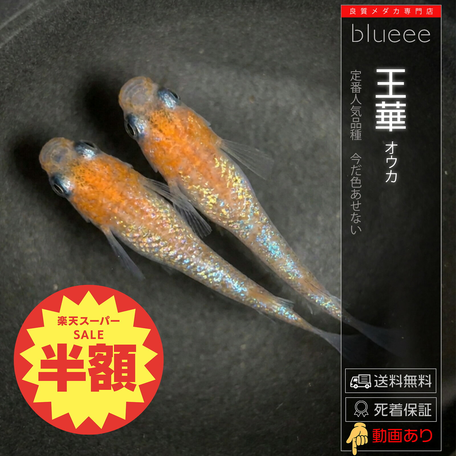 商品名 王華ペア数をお選びいただけます。1ペア（オス1メス1）～4ペア（オス4メス4） 説明 紅白の美しい色彩と輝くラメのコントラストで絶大な人気を誇る「王華（おうか）」のご紹介です。 本品種の魅力は、なんといっても鮮やかな朱赤とクリアな白地が織りなす「紅白模様」と、その体に散りばめられた煌びやかなラメの共演。上見・横見のどちらから鑑賞しても非常に華やかで、水槽やビオトープを一気に明るく彩ってくれます。 【柄（紅の入り方）についての注意事項】 本品種は「紅白表現」となりますが、紅（朱赤）の入り方やバランスは個体ごとにランダムとなります（面かぶり、更紗、白勝ちなど様々です）。それぞれの個体が持つ世界にひとつだけの柄の個性としてお楽しみいただけますと幸いです。 固定率※紅白表現になる確率 50% 推奨容器の色※ほとんどのメダカは周りの色で体色を変えます 問わず サイズ 生後3ヶ月〜6ヶ月（20mm〜40mm）サイズは揃えてお送りします 注意事項 モニターの発色により実物と色が異なる場合がございます。 よく一緒に購入されている商品 【送料無料】[成魚用] メダカがよく太る餌（おとひめB2）50g/120g
