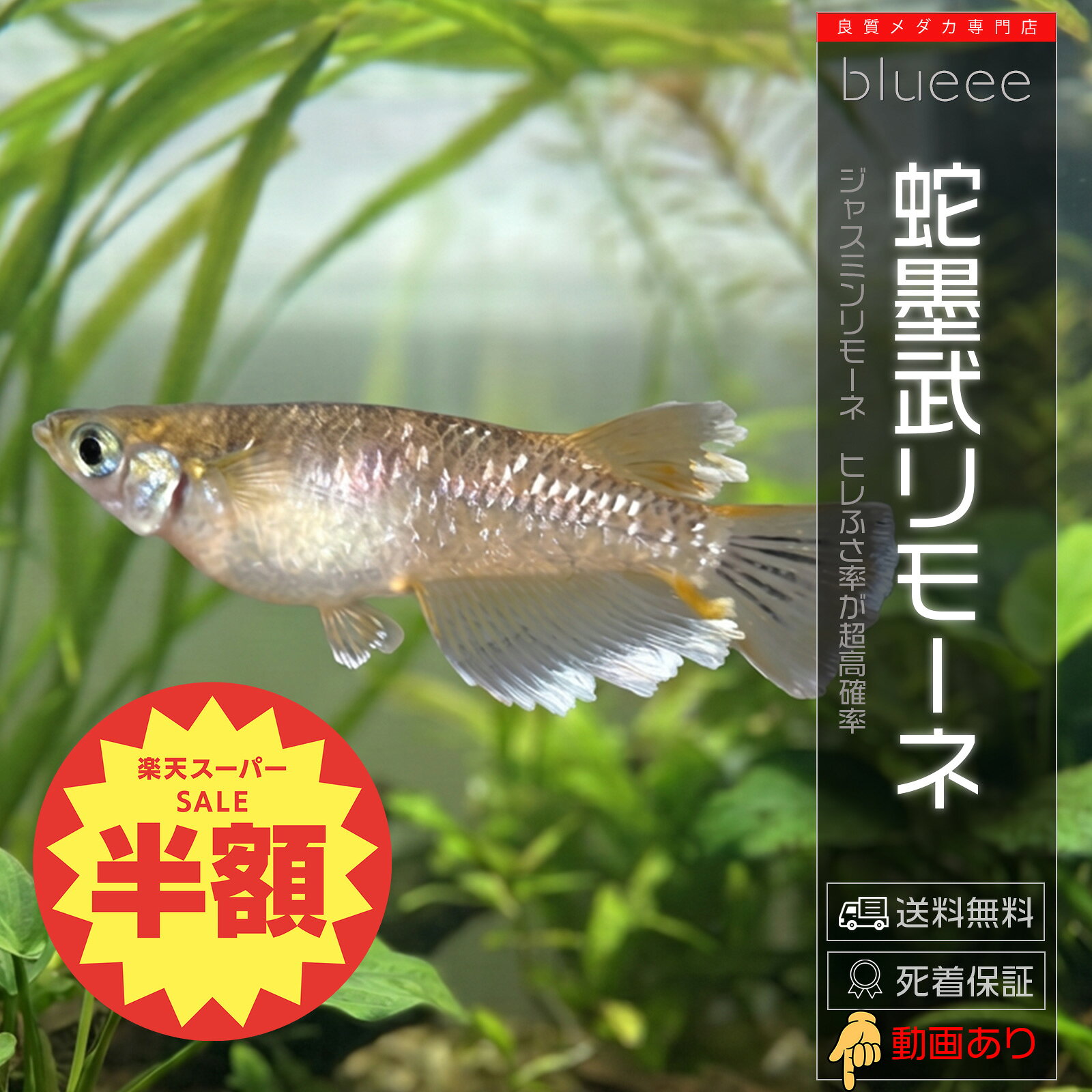 蛇墨武リモーネ 1ペア（オス1匹・メス1匹）〜4ペア メダカ ジャスミン ヒレふさ ヒ...