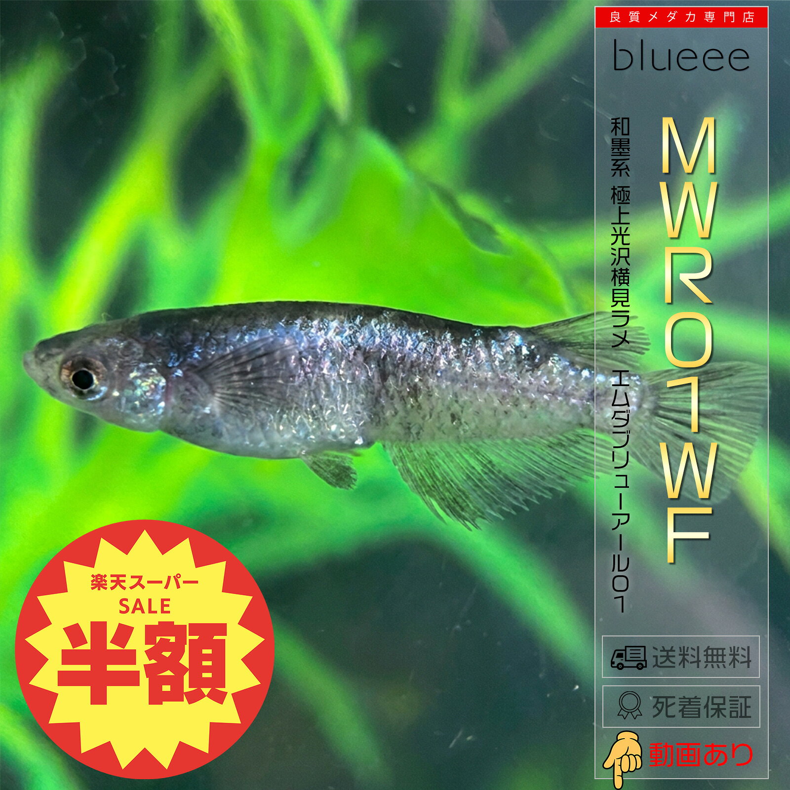 商品名 MWR01-WFペア数をお選びいただけます。1ペア（オス1メス1）～4ペア（オス4メス4） 説明 重厚感あふれる横見ラメと墨、怪しげ雰囲気で魅了する系統「MWR01-WF」のご紹介です。 本系統の最大の魅力は、水槽側面（横見）から見た際の圧倒的な輝きの密度。体に隙間なく「みっちり」と敷き詰められた光とラメは一目で違いがわかる豪華さで、横見鑑賞で真価を発揮します。 さらに、光の角度や体表の部位によって部分的に見え隠れする「怪しく妖艶な青紫のラメ」が大きな見どころ。ただ派手なだけでなく、どこかミステリアスで奥深い輝きを放ち、観賞者を惹きつけます。 固定率※子供が親と同じ表現になる確率 70% 推奨容器の色※ほとんどのメダカは周りの色で体色を変えます 問わず サイズ 生後3ヶ月〜6ヶ月（20mm〜40mm）サイズは揃えてお送りします 注意事項 モニターの発色により実物と色が異なる場合がございます。 よく一緒に購入されている商品 【送料無料】[成魚用] メダカがよく太る餌（おとひめB2）50g/120g