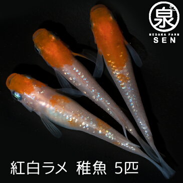 楽天P2倍 紅白ラメ 稚魚 5匹送料無料 卵 水槽 メダカ生体 めだか生体 めだか メダカ 生体 ラメ 販売 観賞魚 初心者 品種 種類 セット 人気 ビオトープ 水草 えさ 容器 ラメメダカ