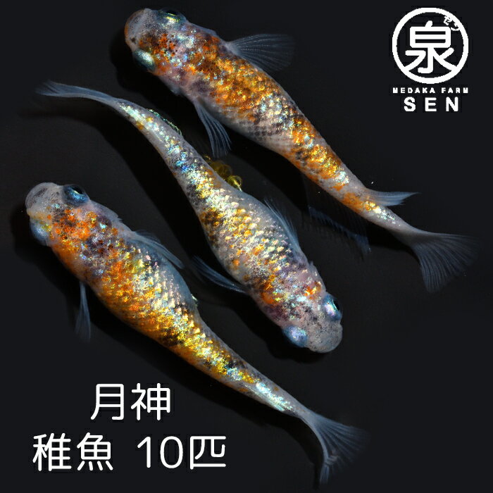 【おまけ2匹付】高級エサをプレゼント中 楽天P3倍 月神 稚魚 10匹 送料無料 卵 水槽 メダカ生体 めだか生体 めだか メダカ 生体 ラメ 販売 観賞魚 初心者 品種 種類 セット 人気 ビオトープ 水草 えさ 容器 ラメメダカ