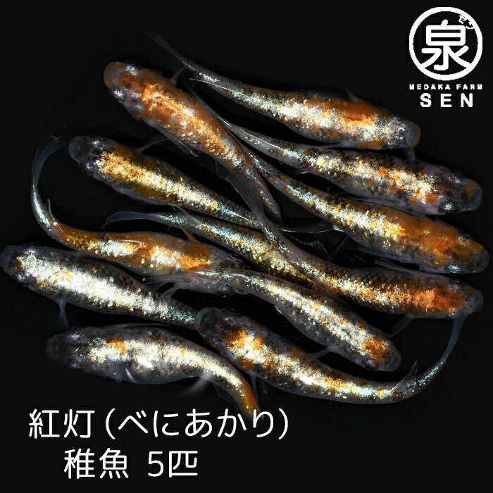 【おまけ3匹付】高級エサをプレゼント中 楽天P5倍 紅灯 稚魚 15匹 送料無料 卵 水槽 メダカ生体 めだか生体 めだか メダカ 生体 ラメ 販売 観賞魚 初心者 品種 種類 セット 人気 ビオトープ 水草 えさ 容器 ラメメダカ