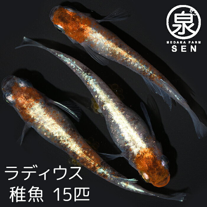 【おまけ3匹付】高級エサをプレゼント中 楽天P5倍 ラディウス 稚魚 15匹送料無料 卵 水槽 メダカ生体 めだか生体 めだか メダカ 生体 ラメ 販売 観賞魚 初心者 品種 種類 セット 人気 ビオトープ 水草 えさ 容器 ラメメダカ