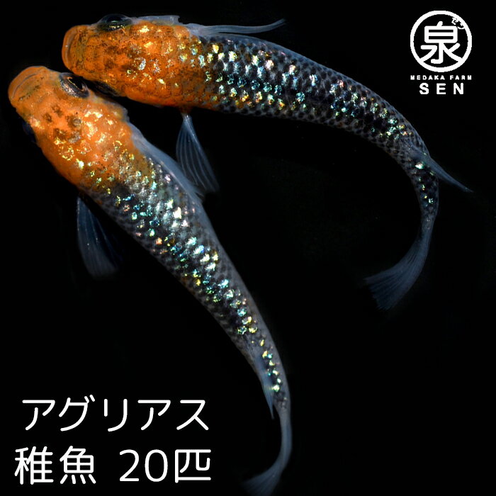 【おまけ4匹付】高級エサをプレゼント中 楽天P5倍 メダカ アグリアス 稚魚 20匹 送料無料 卵 水槽 メダカ生体 めだか生体 めだか メダカ 生体 ラメ 販売 観賞魚 初心者 品種 種類 セット 人気 ビオトープ 水草 えさ 容器 ラメメダカ