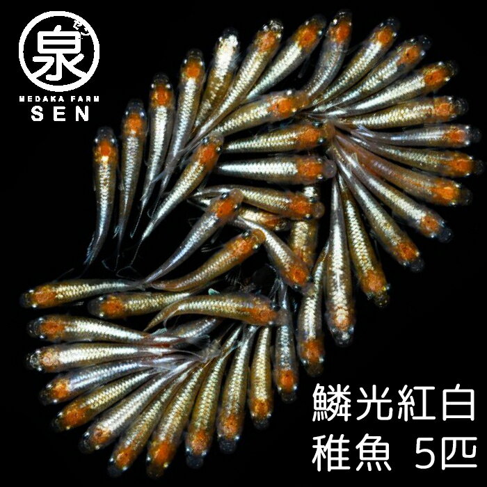 楽天P2倍 鱗光紅白 稚魚 5匹 送料無料 卵 水槽 メダカ生体 めだか生体 めだか メダカ 生体 ラメ 販売 観賞魚 初心者 品種 種類 セット 人気 ビオトープ 水草 えさ 容器 ラメメダカ