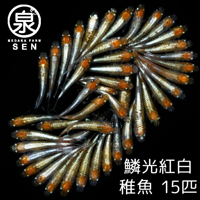 楽天P2倍 鱗光紅白 稚魚 15匹 送料無料 卵 水槽 メダカ生体 めだか生体 めだか メダカ 生体 ラメ 販売 観賞魚 初心者 品種 種類 セット 人気 ビオトープ 水草 えさ 容器 ラメメダカ