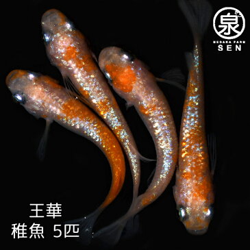 楽天P2倍 王華 稚魚 5匹 送料無料 卵 水槽 メダカ生体 めだか生体 めだか メダカ 生体 ラメ 販売 観賞魚 初心者 品種 種類 セット 人気 ビオトープ 水草 えさ 容器 ラメメダカ