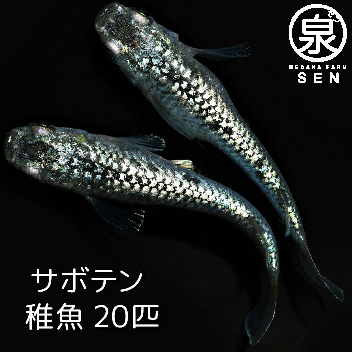 【おまけ4匹付】高級エサをプレゼント中 楽天P5倍 メダカ サボテン 稚魚 20匹 送料無料 卵 水槽 メダカ生体 めだか生体 めだか メダカ 生体 ラメ 販売 観賞魚 初心者 品種 種類 セット 人気 ビオトープ 水草 えさ 容器 ラメメダカ