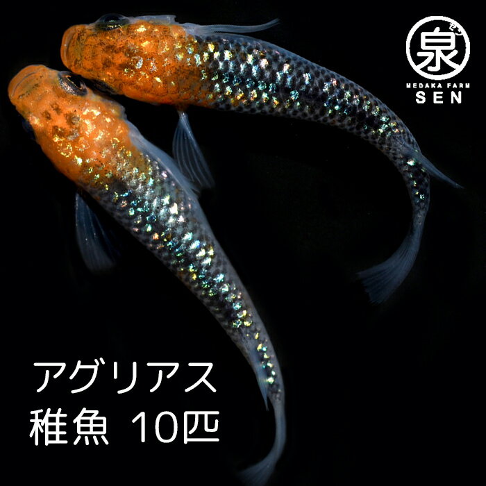 【おまけ2匹付】高級エサをプレゼント中 楽天P5倍 メダカ アグリアス 稚魚 10匹 送料無料 卵 水槽 メダカ生体 めだか生体 めだか メダカ 生体 ラメ 販売 観賞魚 初心者 品種 種類 セット 人気 ビオトープ 水草 えさ 容器 ラメメダカ