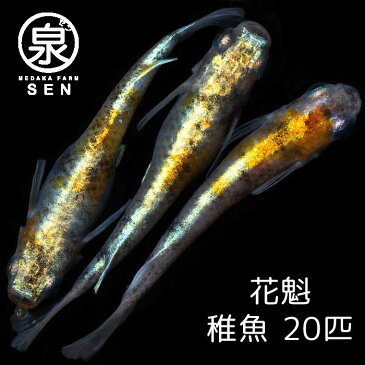 【おまけ4匹付】高級エサをプレゼント中 楽天P5倍 メダカ 花魁 稚魚 20匹 送料無料 卵 水槽 メダカ生体 めだか生体 めだか メダカ 生体 ラメ 販売 観賞魚 初心者 品種 種類 セット 人気 ビオトープ 水草 えさ 容器 ラメメダカ