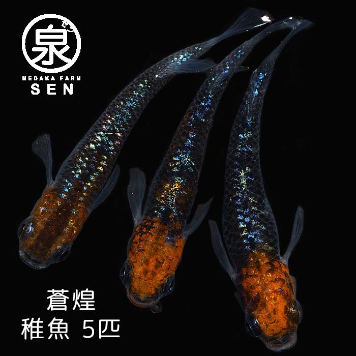 【おまけ1匹付】高級エサをプレゼント中 楽天P2倍 メダカ 蒼煌 稚魚 5匹 送料無料 卵 水槽 メダカ生体 めだか生体 めだか メダカ 生体 ラメ 販売 観賞魚 初心者 品種 種類 セット 人気 ビオトープ 水草 えさ 容器 ラメメダカ