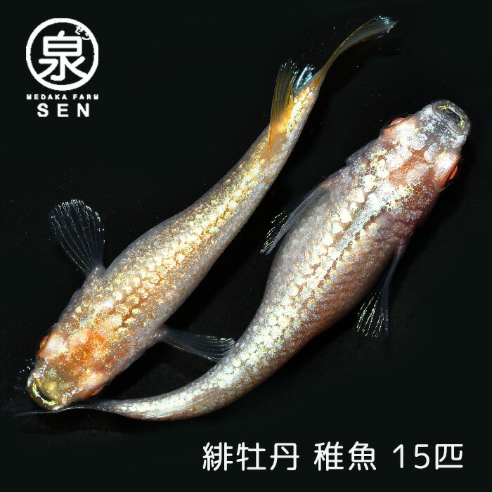 【おまけ3匹付】高級エサをプレゼント中 楽天P5倍 メダカ 緋牡丹 稚魚 15匹 送料無料 卵 水槽 メダカ生体 めだか生体 めだか メダカ 生体 ラメ 販売 観賞魚 初心者 品種 種類 セット 人気 ビオトープ 水草 えさ 容器 ラメメダカ