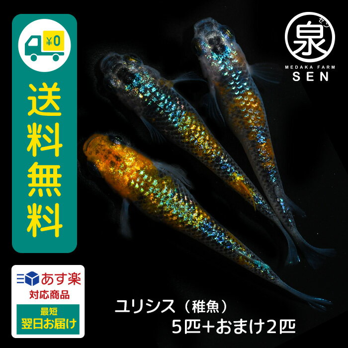 ユリシス 稚魚 5匹 +おまけ補償2匹 送料無料 卵 水槽 メダカ生体 めだか生体 めだか メダカ 生体 ラメ 販売 観賞魚 販売生体 品種 種類 セット 人気 水草 メダカ卵 容器