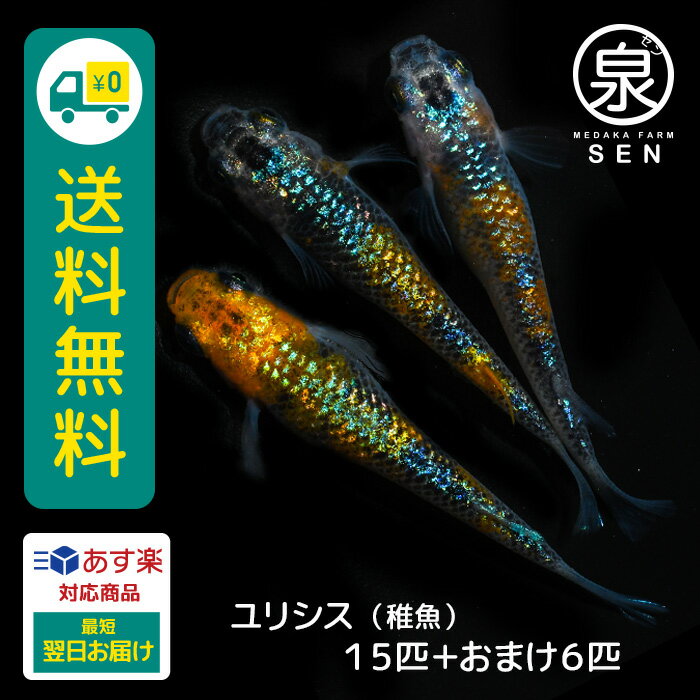 ユリシス 稚魚 15匹 おまけ補償6匹 送料無料 卵 水槽 メダカ生体 めだか生体 めだか メダカ 生体 ラメ 販売 観賞魚 販売生体 品種 種類 セット 人気 水草