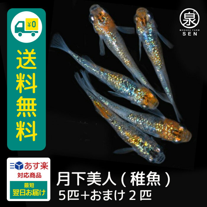 画像の親から生まれた稚魚5匹をお送りいたします。 大きさは約5mm〜10mmでございます。 ＊ハウス内加温飼育中のため、稚魚については死着のリスクが通常よりも高くなることを予めご了承ください。 ＊静岡県より発送致します。翌日到着不可の地域につきましては、4月以降の購入をお勧めいたします。 ＊万が一、翌日到着不可の地域よりご注文を頂いた際には、おまけを数匹同梱いたしますのでノークレームノーリターンにてお願い致します。 月下美人〜神秘の美しさ〜 月下美人メダカは、背中や胴周りにシルバーの光沢をもち、かつ体の表面にはホワイト色のラメの特徴をもっています。見た目はアルビノの様な透明感をもち、横からみる姿がとても美しいメダカです。頭部、朱赤色そして体はホワイト色が強く全体的に上品な雰囲気が感じられます。 【生体】 ●名称：めだか（月下美人） ●サイズ：稚魚 ●飼育条件：メダカを飼うためには必要な用品があります。 ご購入前に事前に揃えておくのをオススメします。 ●注意事項：モニター環境によって実際のものと色味に違いが出る可能性がございます。ご了承ください。 商品の発送は、入金確認後に行いますが、魚の体調により、発送の遅れやお届できない場合があります。 こちらの商品は送料込みの価格となっております。但しお届け先が離島の場合は別途送料を頂戴致します。(振り込み手数料はお客様負担となります) 生体の死着の場合： 死着補償の意味も含め、ご注文数にプラスαして発送いたしますが、プラスα分の死着に関しては補償外となります。 死着等の場合は袋を開封せずに写真を撮り到着日中にメールに添付してご連絡をお願いします。 その後代替品を送らせていただきます。 代替品のない場合はご連絡後に返金にて対応いたします。 ※商品発送後、翌日に受け取りの場合に限ります。 ※下記の場合は死着補償対象外となりますのでご注意ください。 ・到着日中にご連絡をいただけなかった場合 ・袋を開封してしまった場合 ・画像の確認ができない場合 ・到着が翌々日となる地域への配送の場合（ご希望の時間指定により翌々日着となる場合を含む） ・お客様のご都合により商品のお受け取りが発送の翌々日以降になった場合 ・水槽へ移動後や水合わせ中の死亡 （※お客様が当店の商品と誤って購入してしまう可能性がありますので、当店の商品ページに有る商品画像/バナー/屋号 を引用して販売を行う事はお断りしております。万が一見かけた場合は直ちに法的措置を取らせていただきます。）