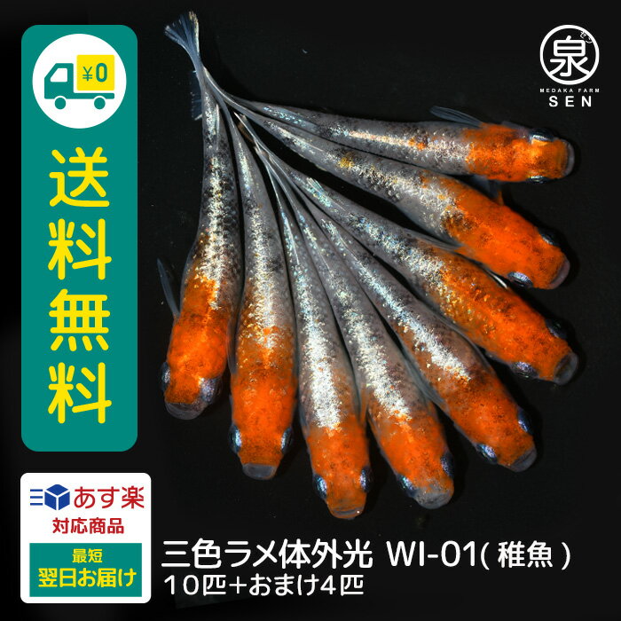 三色ラメ体外光 WI-01 稚魚 10匹 +おまけ補償4匹 送料無料 卵 水槽 メダカ生体 めだか生体 めだか メダカ 生体 ラメ 販売 観賞魚 販売生体 品種 種類 セット 人気 水草 メダカ卵 容器