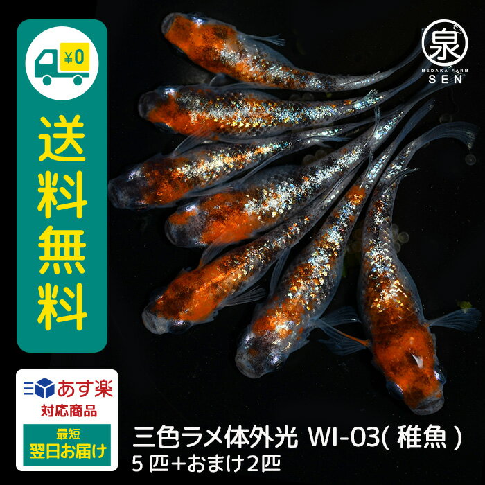 三色ラメ体外光 WI-03 稚魚 5匹+おまけ補償2匹 送料無料 卵 水槽 メダカ生体 めだか生体 めだか メダカ 生体 ラメ 販売 観賞魚 販売生体 品種 種類 セット 人気 水草 メダカ卵 容器