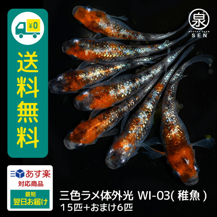 三色ラメ体外光（WI-03） 稚魚 15匹+おまけ補償6匹 送料無料 卵 水槽 メダカ生体 めだか生体 めだか 生体 ラメ 販売 観賞魚 販売生体 品種 種類 セット 人気 水草 メダカ卵 容器