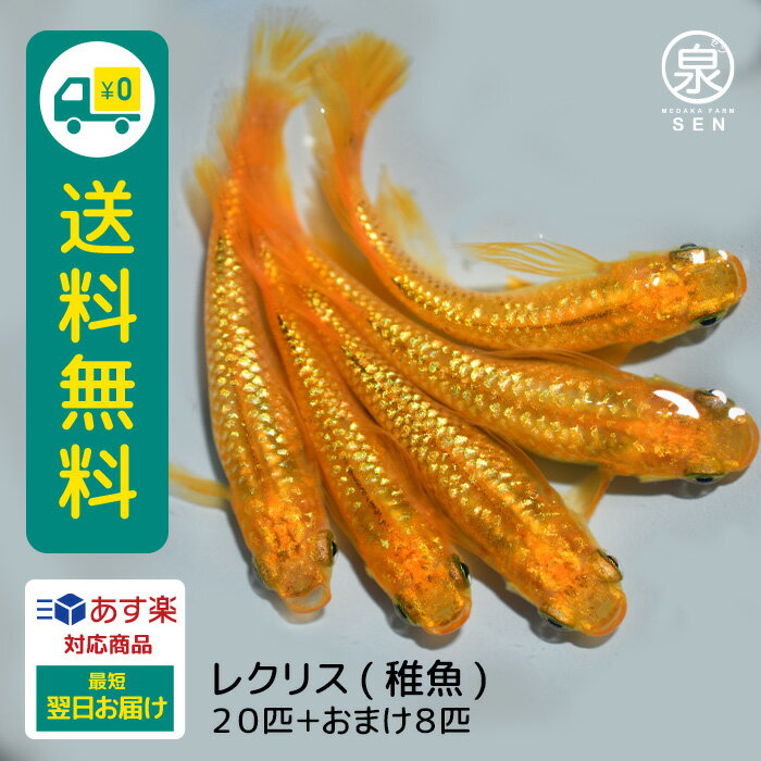 レクリス 稚魚 20匹+おまけ補償8匹 送料無料 卵 水槽 メダカ生体 めだか生体 めだか メダカ 生体 ラメ 販売 観賞魚 販売生体 品種 種類 セット 人気 水草 メダカ卵 容器