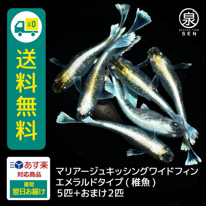 エメキン 稚魚 5匹 おまけ補償2匹 マリアージュキッシングワイドフィン エメラルドタイプ 送料無料 卵 水槽 メダカ生体 めだか生体 めだか メダカ 生体 ラメ 販売 観賞魚 販売生体 品種 種類 セット 人気 水草 メダカ卵 容器