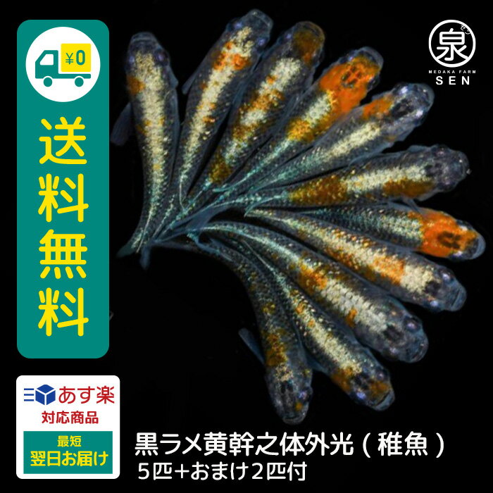 黒ラメ黄幹之体外光 稚魚 5匹 +おまけ補償2匹 送料無料 卵 水槽 メダカ生体 めだか生体 めだか メダカ 生体 ラメ 販売 観賞魚 販売生体 品種 種類 セット 人気 水草 メダカ卵 容器