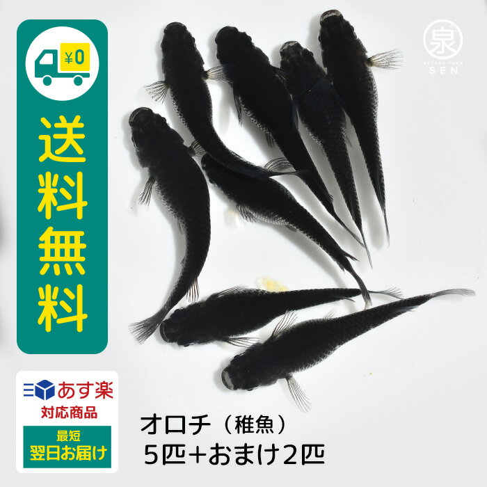 オロチ 稚魚 5匹 おまけ補償2匹 送料無料 卵 水槽 メダカ生体 めだか生体 めだか メダカ 生体 ラメ 販売 観賞魚 販売生体 品種 種類 セット 人気 水草