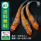 赤炎（せきえん） 稚魚 5匹+おまけ補償2匹 メダカファーム泉 関口作出 送料無料 卵 水槽 メダカ生体 めだか生体 めだか メダカ 生体 ラメ 販売 観賞魚 販売生体 品種 種類 セット 人気 水草 メダカ卵 容器