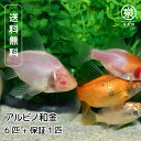 国産 アルビノ和金 6匹 おまけ補償1匹 金魚 自家生産 浜松市当養業飼育 きんぎょ キンギョ ビオトープ 生体販売 観賞魚 飼育