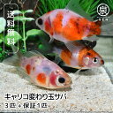 キャリコ変わり玉サバ 3匹 おまけ補償1匹 金魚 自家生産 浜松市当養業飼育 きんぎょ キンギョ 琉金 ビオトープ 生体販売 観賞魚 飼育