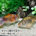 キャリコ変わり玉サバ 4匹 おまけ補償1匹 金魚 自家生産 浜松市当養業飼育 きんぎょ キンギョ 琉金 ビオトープ 生体販売 観賞魚 飼育