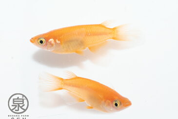 お買い物マラソンP10倍!【紅帝 成魚 5匹】 【送料無料】大人 めだか メダカ 赤 朱 ペット こうてい コウテイ 楊貴妃 かっこいい かわいい 初心者 厳選 人気 メダカファーム泉オリジナル オリジナル 生体 自社生産 富士山 自然 品種改良 改良品種 改良メダカ 人気