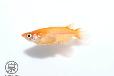 お買い物マラソンP10倍!【紅帝 成魚 5匹】 【送料無料】大人 めだか メダカ 赤 朱 ペット こうてい コウテイ 楊貴妃 かっこいい かわいい 初心者 厳選 人気 メダカファーム泉オリジナル オリジナル 生体 自社生産 富士山 自然 品種改良 改良品種 改良メダカ 人気